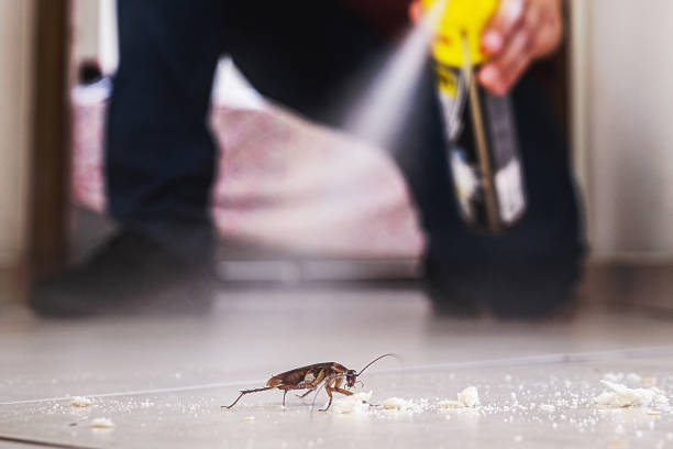 Best Bed Bug Extermination  in Palmview South, TX